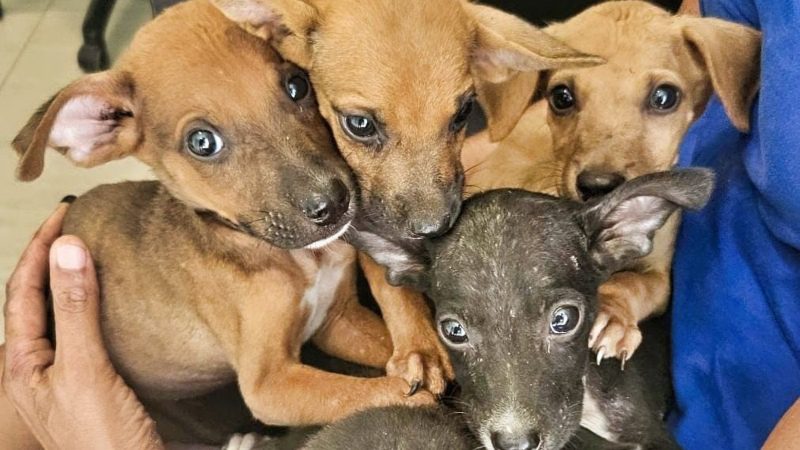 rescue paws curacao honden pups samen 800x450 1