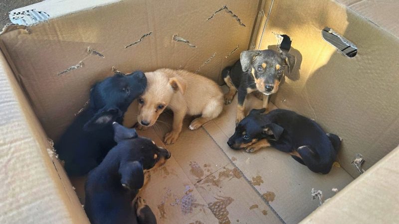 rescue paws curacao puppies doos 800x450 1
