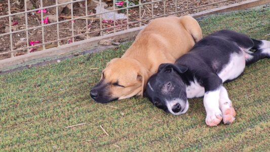 rescue paws curacao puppies zwerfhonden