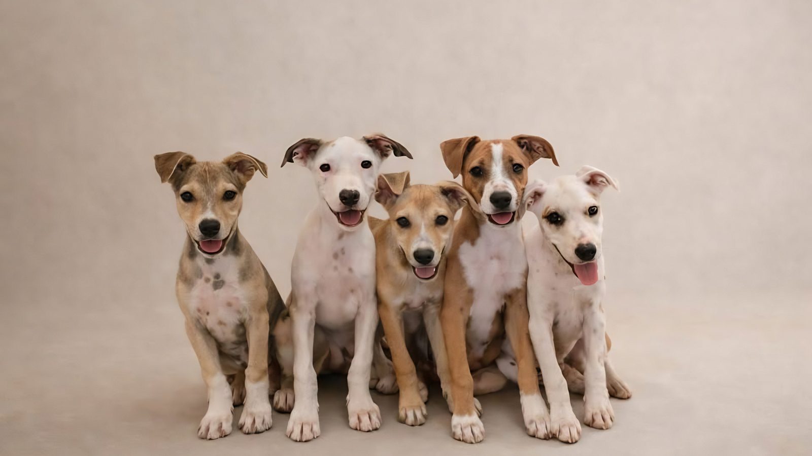 Rescue Paws Curacao zwerfhonden opvangcenter