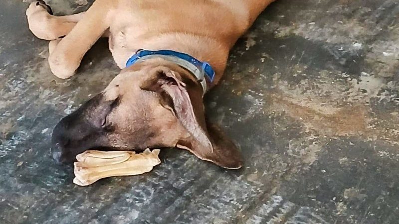 rpc curacao hond slapen kluif 800x450 1