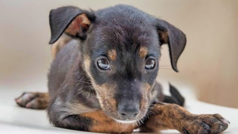 rpc curacao honden zwarte pup 800x450 1