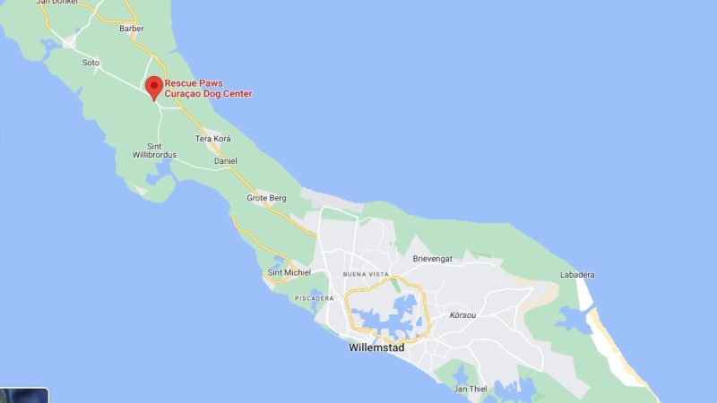 Puppies knuffelen 7 Rescue Paws Curacao route