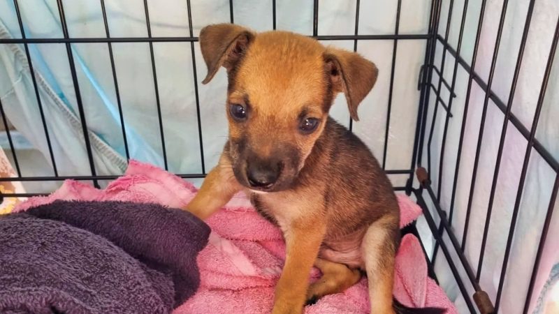 rpc honden curacao opvang pup kooi 800x450 1