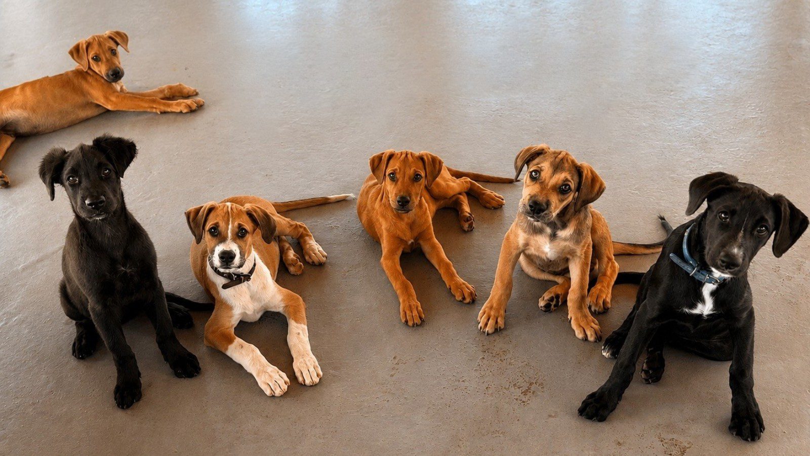 RPC Rescue Paws Curacao zwerfhonden opvang