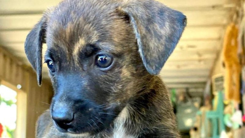 zwarte pup rpc curacao hondenopvang 800x450 1