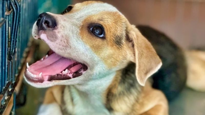 zwerfhonden curacao opvang rpc blij 800x450 1