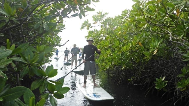 Suppen 4 mangrove suppen curacao 650x365 1