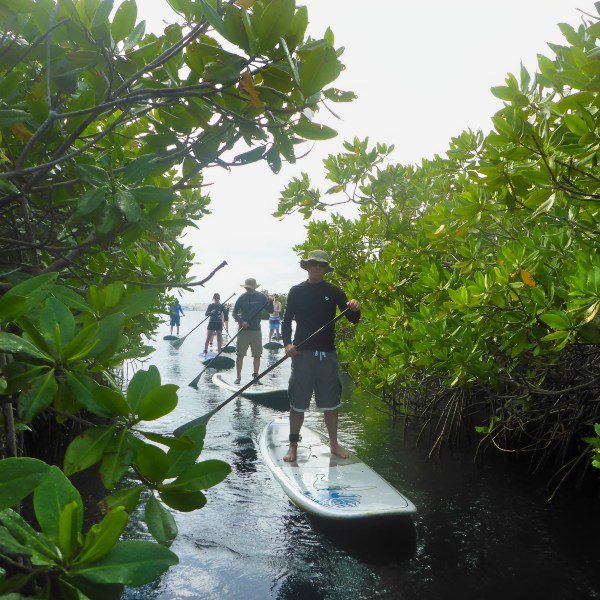 Sup Curaçao mangrove