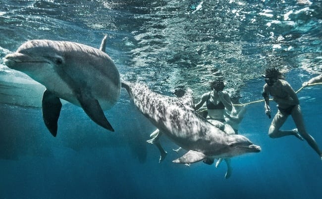 catamaran snorkel dolfijnen 650x402 1
