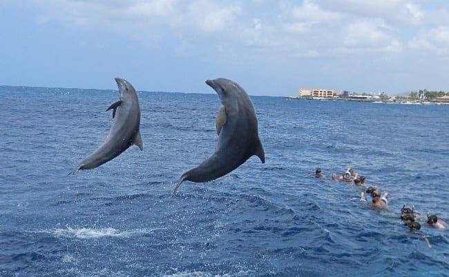 snorkeltour catamaran dolfijnen