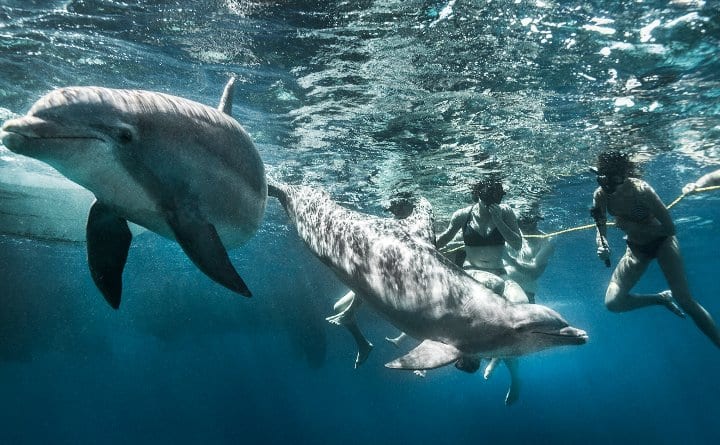 snorkeltour dolfijnen catamaran curacao