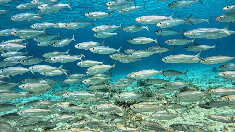 Seabob Curacao fish 800x450 1