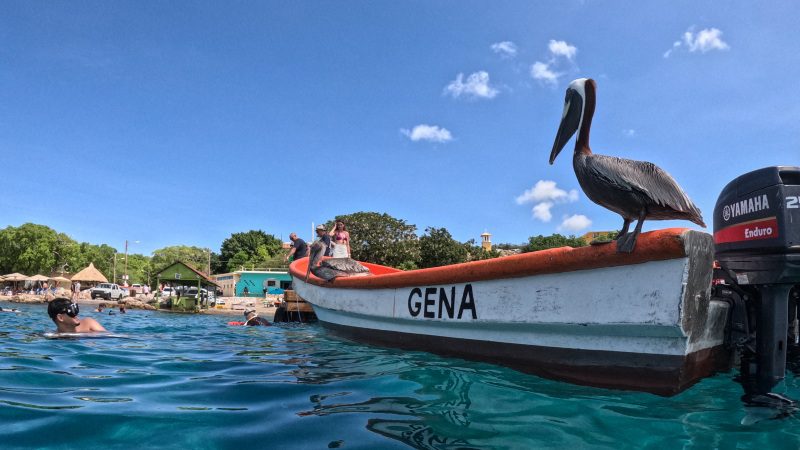Seabob Curacao pelican 800x450 1