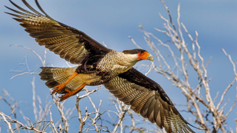 curacao prive tour natuur wara wara 800x450 1