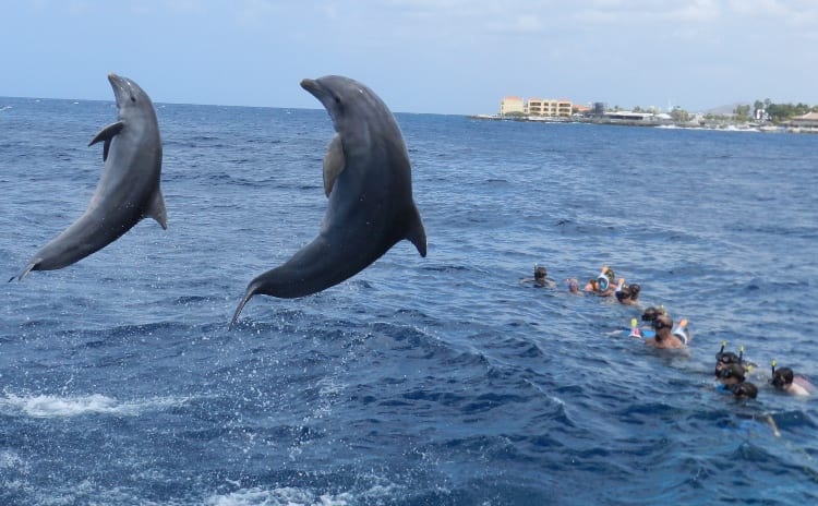 snorkelen dolfijnen catamaran