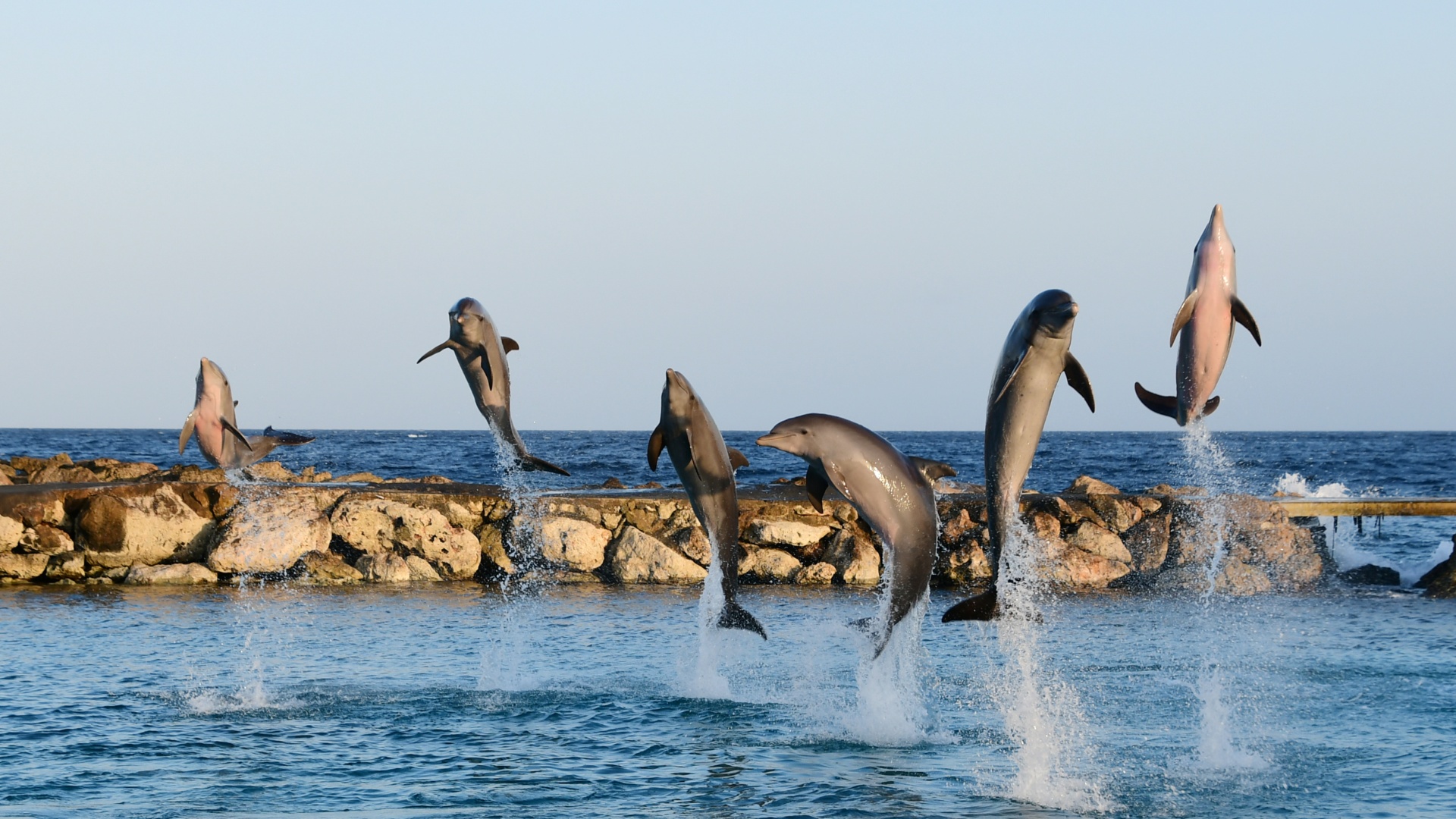 Dolphin Academy Curacao