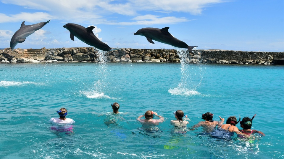 dolphin snorkel curacao dolfijnen springen 960x540 1