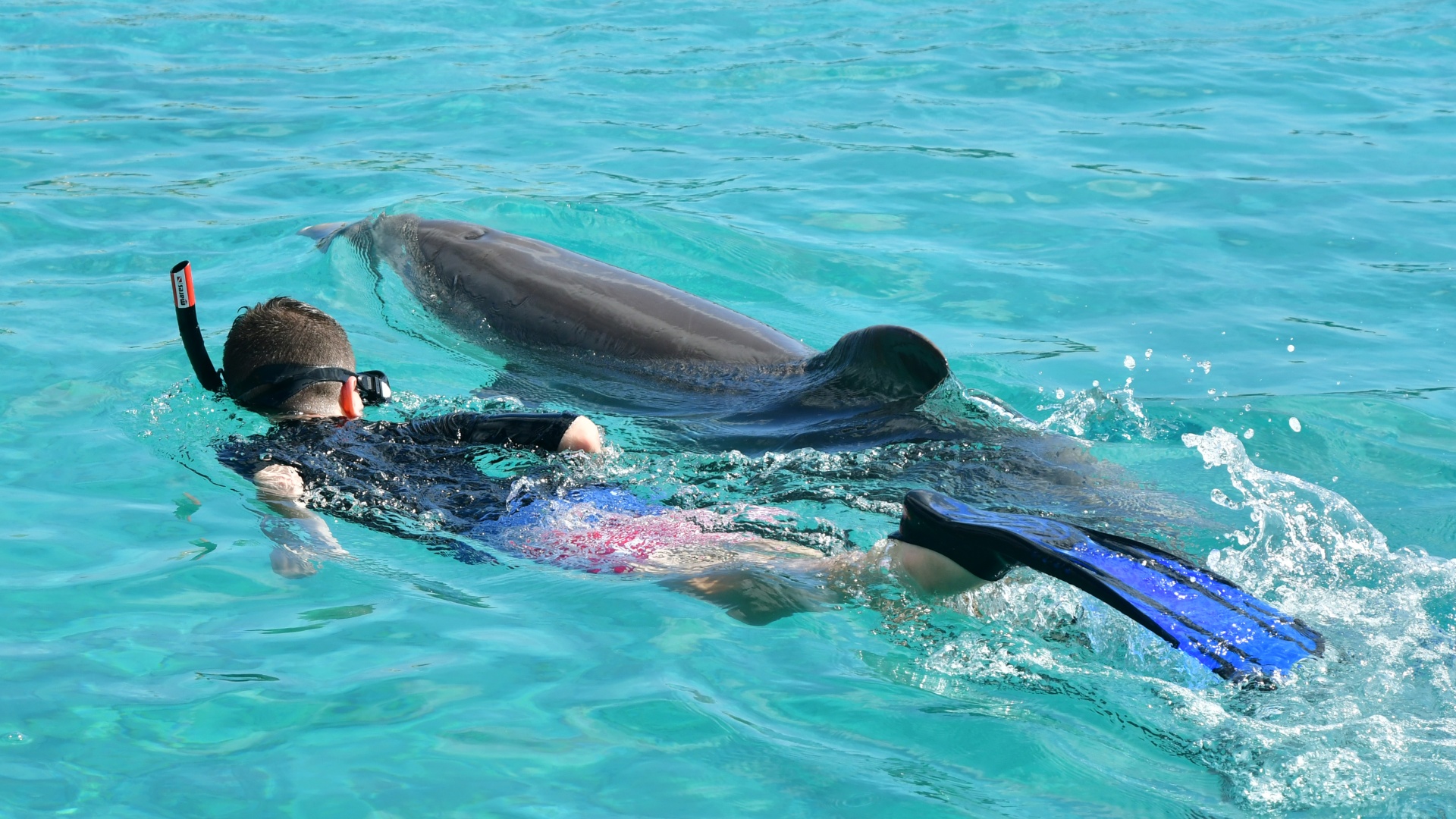 dolphin snorkel curacao samen zwemmen 1920x1080 1