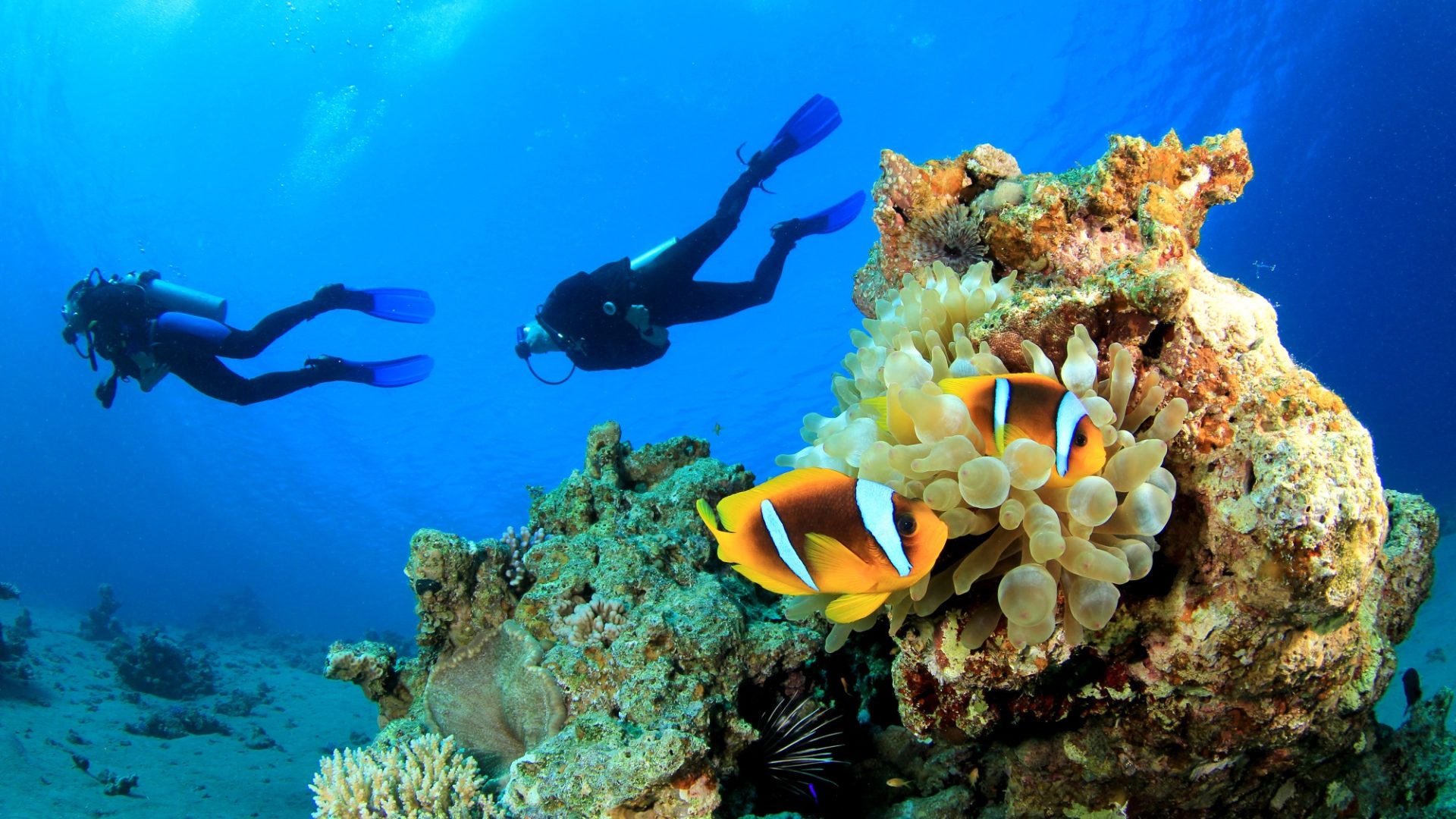 duiken curacao clown fish