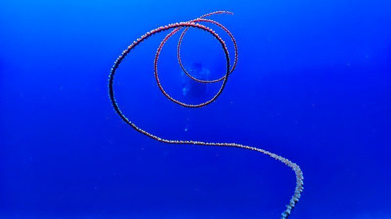 Excursión en submarino 7 curasub onderzeeer sealife 800x450 1