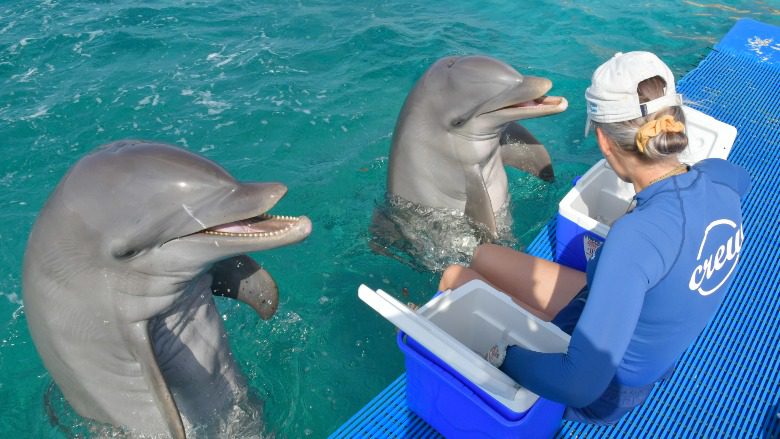Cursus Dolphin In-Depth 4 dolphin in depth cursus curacao