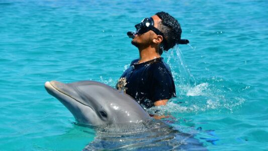 Cursus Dolphin In-Depth 5 Dolphin Snorkel Curacao