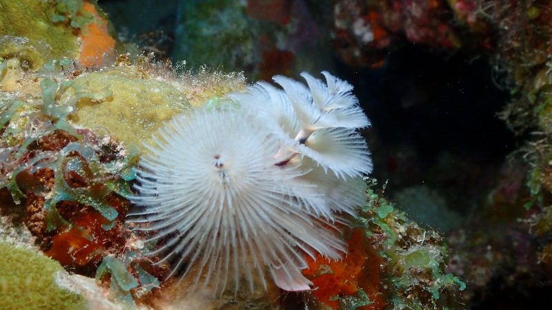 Excursión en submarino 4 sealife curasub curacao diepzee 800x450 1