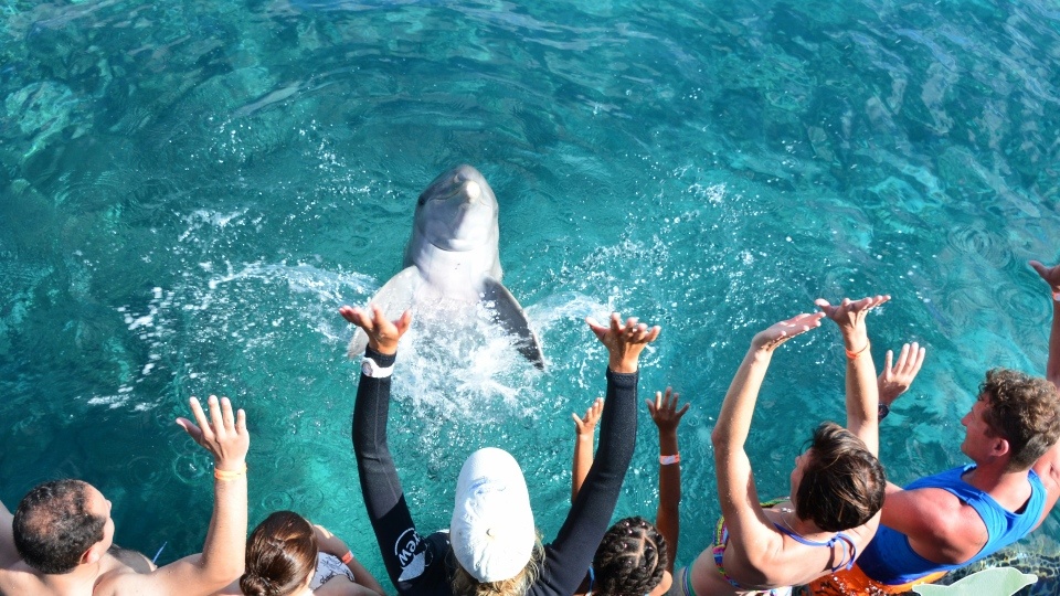 Dolphin Encounter Curacao