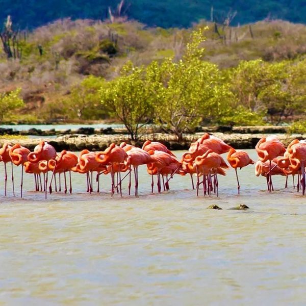 Curacao Safari tour Off-Road Flamingo Jan Kok