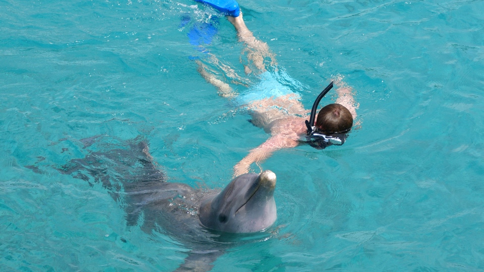 Dolphin Snorkel on Curacao