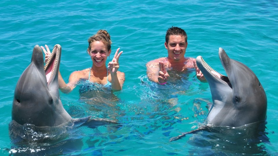 dolphin swim curacao
