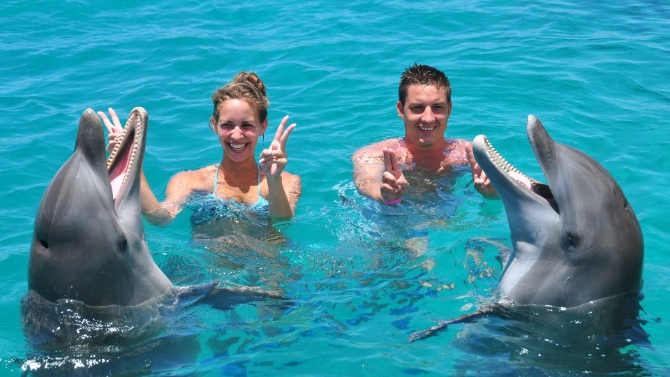 Dagprogramma Sea Aquarium Park 14 dolphin swim curacao
