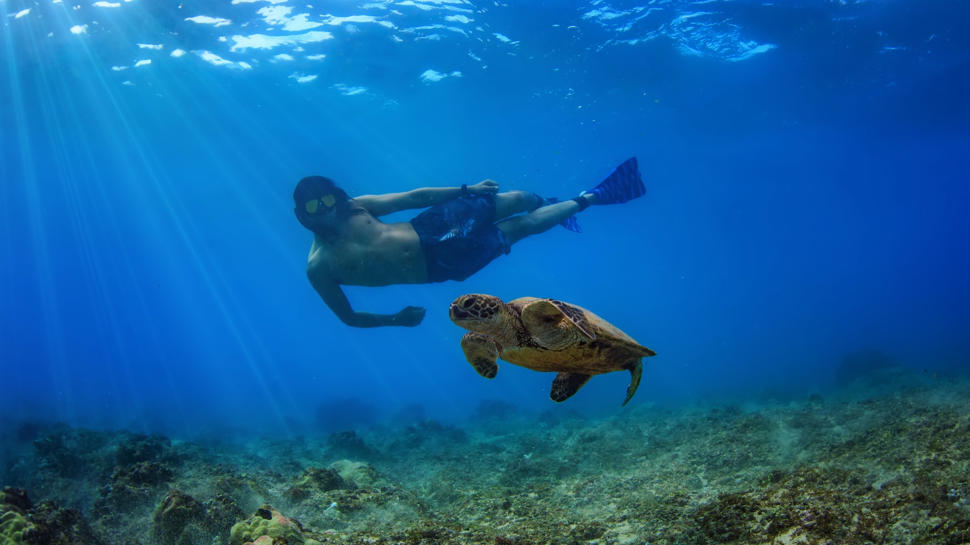 snorkelen schildpad curacao