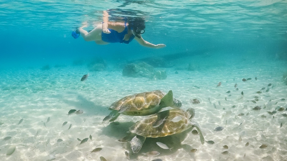 Playa Piskado Grandi Curacao schildpadden