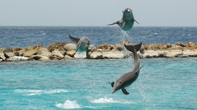 curacao sea aquarium park dolphin training show 800x450 1