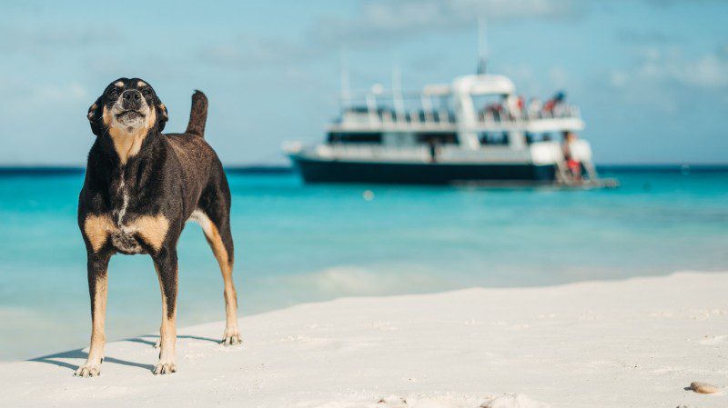 Klein Curacao | Mermaid 13 klein curacao mermaid dog 800x450 1