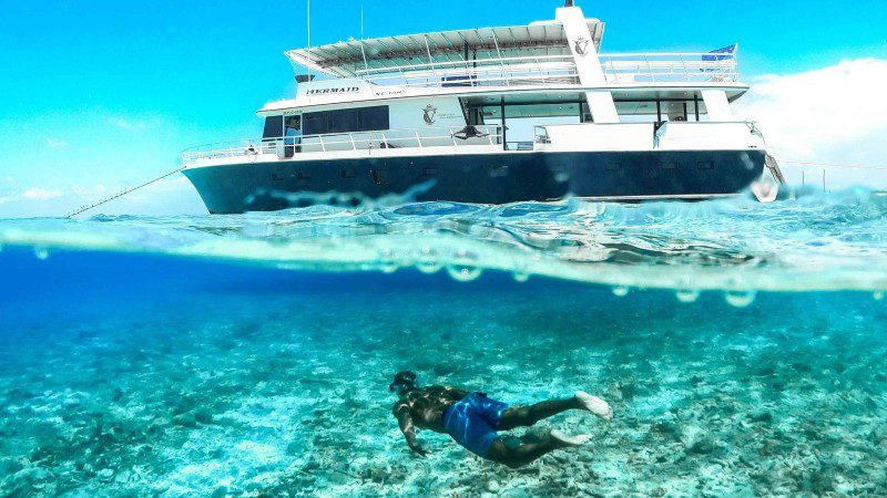 Klein Curacao | Mermaid 17 klein curacao mermaid snorkel 800x450 1