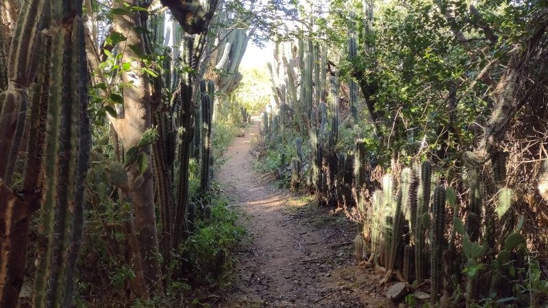curacao hiking trail tera kora grotten ingrid 800x450 1