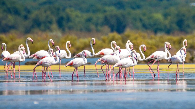 flamingos curacao hiking trail