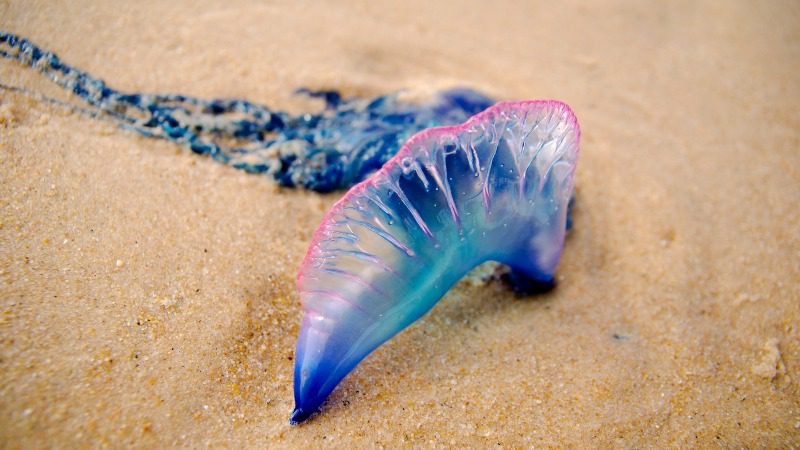 portuguese man-of-war on Curacao