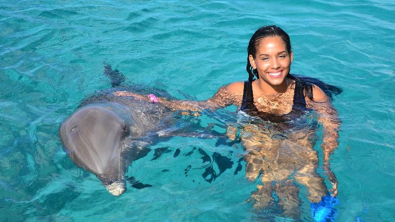 dolphin swim curacao combi 800x450 1