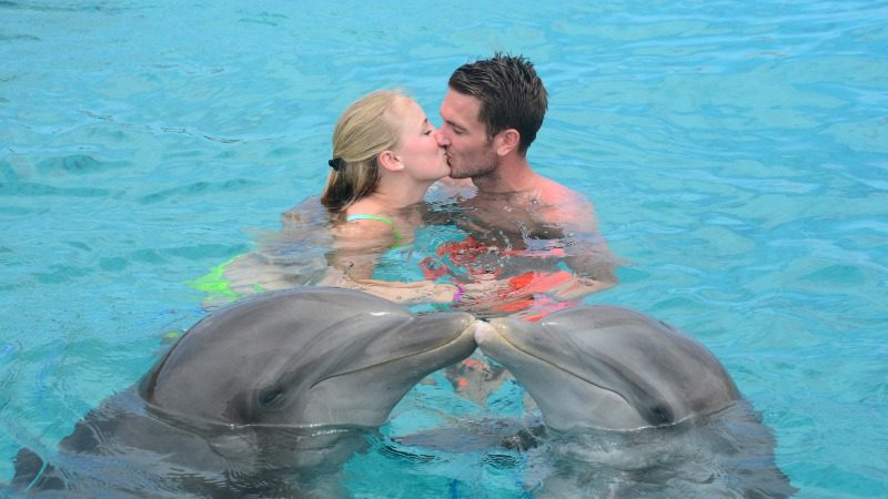dolphin swim kiss 800x450 1