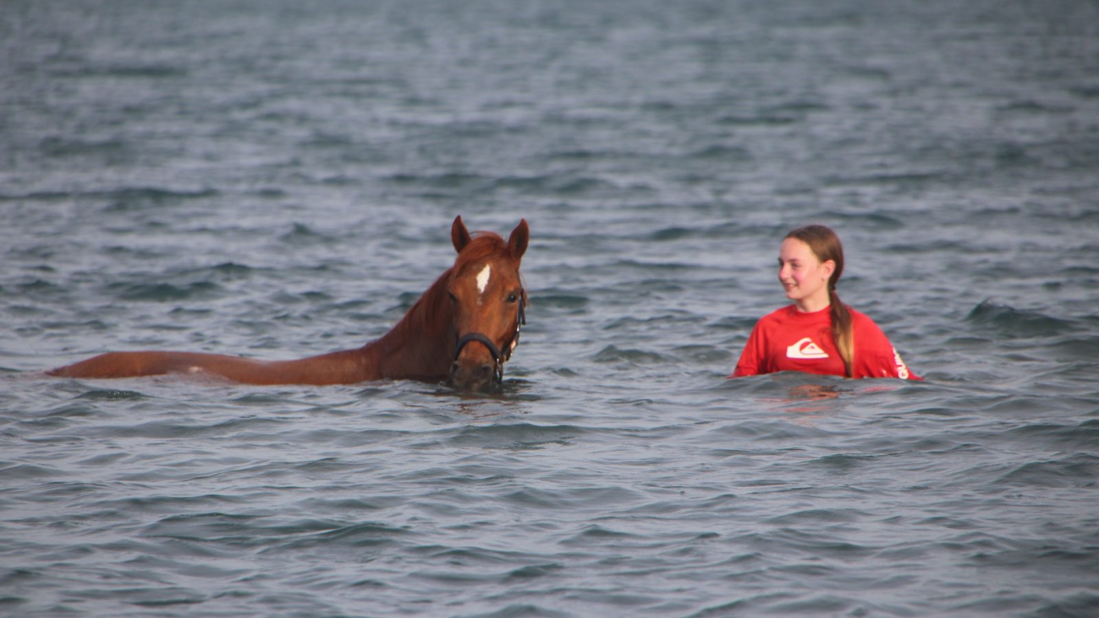 paarden zwemmen op Curacao