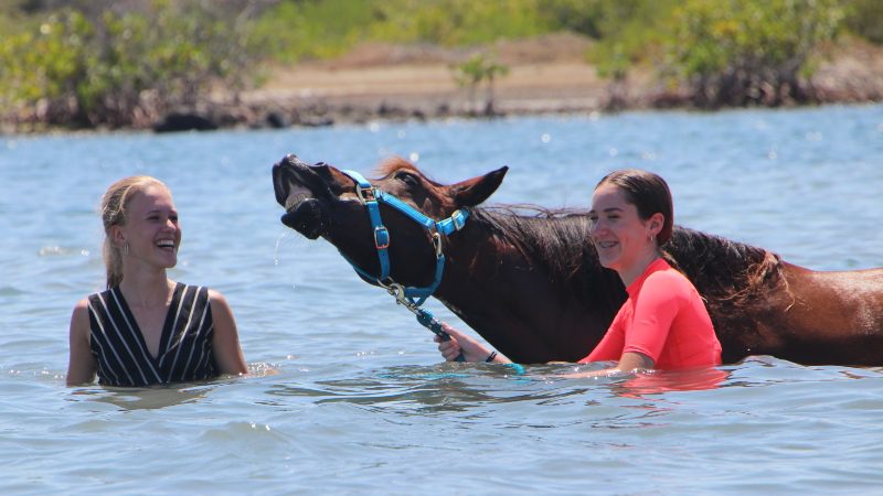 zwemmen met paarden curacao 800x450 1