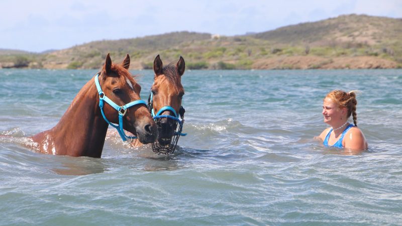 zwemmen met paarden curacao