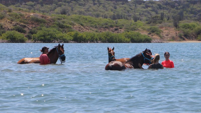 zwemmen paarden curacao 800x450 2