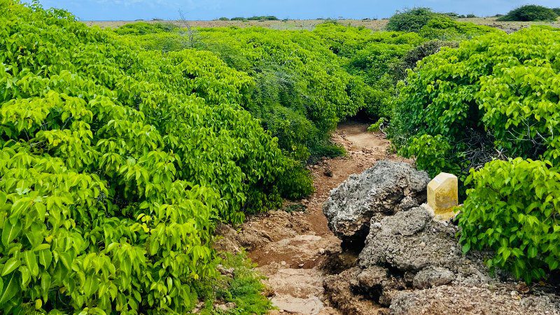 Pad naar Boca Kalki 800x450 1