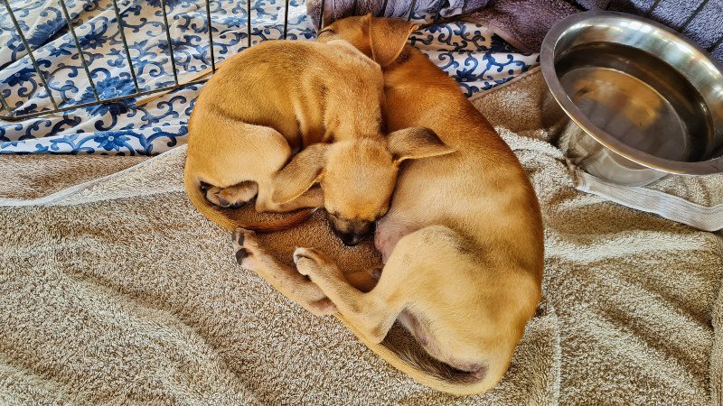 puppies knuffelen bij Rescue Paws Curacao RPC