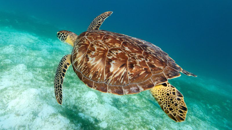 zeeschildpad klein curacao